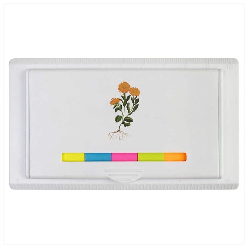 Marigold orange flower - 'marigold,