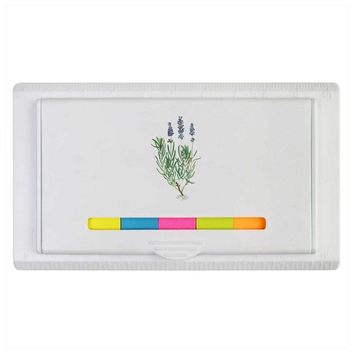 Lavender botanical study - 'lavender,